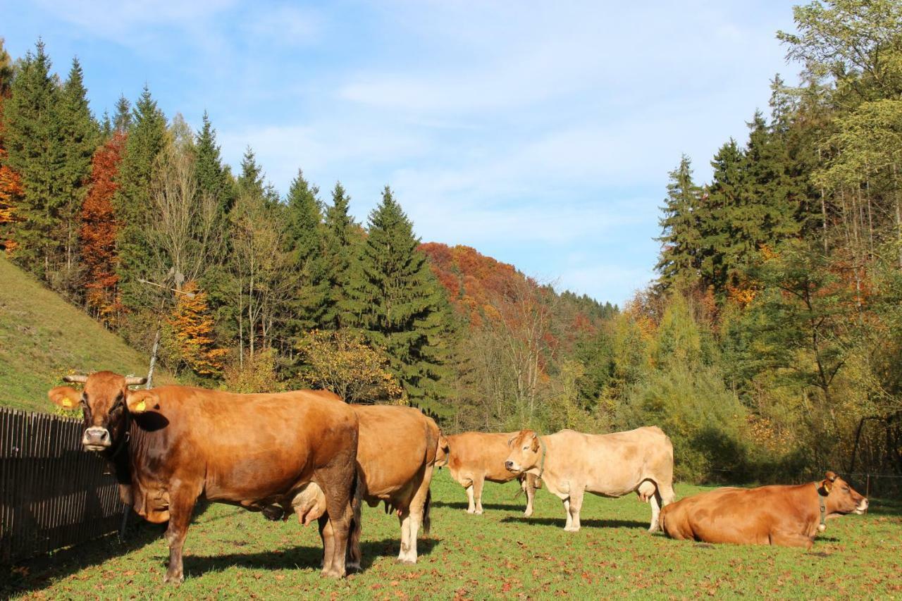 Urlaub Mitten Im Wald - Lueg Scheibbs Εξωτερικό φωτογραφία
