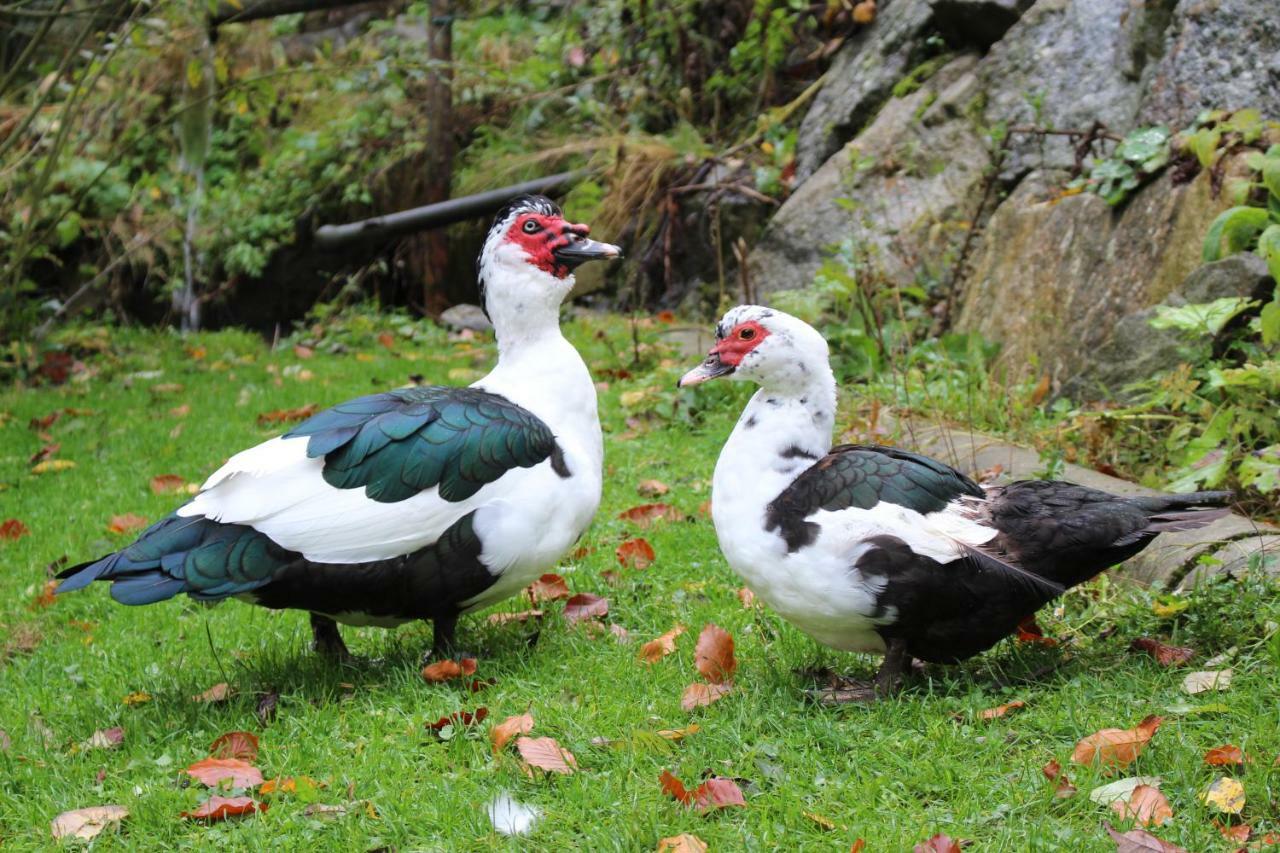 Urlaub Mitten Im Wald - Lueg Scheibbs Εξωτερικό φωτογραφία